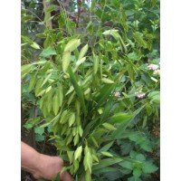 Семена: Хасмантиум широколистный (Chasmanthium latifolia) 50 шт.
